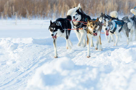 team of dogs in a dog sledding race. dog harnessed to sled, winter timeの写真素材