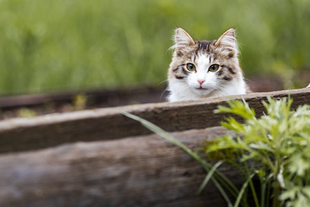 the cat's head sticks out from behind the fence and looks attentively. background green, green grass...