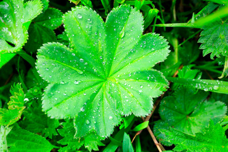 bright green grass covered with dew drops, top view of dew drops on the grass. natural green grass...