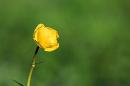 a lone yellow flower on a green blurred background of a meadow with flowers. background is blurred. selective focus on the flower. beautiful natural backgroundの写真素材