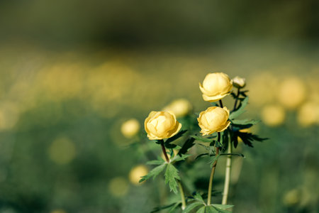 three wildflowers growing on the field. the background is blurred, natural background with blurry flowers and grassの写真素材