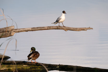 a seagull sits on the top branch, a duck sits on the bottom branch. two different birds near the...