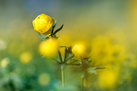 selective focus on a yellow wildflower growing on a field. Beautiful flower in the wildの写真素材