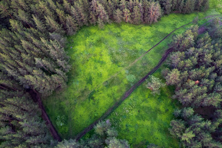 drone view of forest area and dirt road. forest road and meadow in summerの写真素材