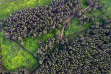 forest road and meadow landscape top view from drone. summer landscape on a dirt road in a forest areaの写真素材