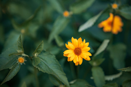 yellow flower of the chamomile family on a background of green leaves. shallow depth of field, natural backgroundの写真素材