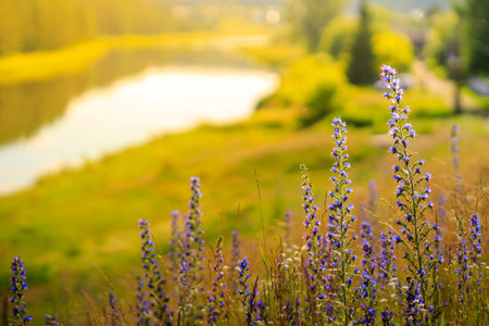 selective focus on wild lilac flowers bluebell background river and grass in summer morning. harmony of nature, no people in the frameの写真素材