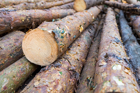 sawn trunks of pine trees in the forest outdoors. timber harvesting and processingの写真素材