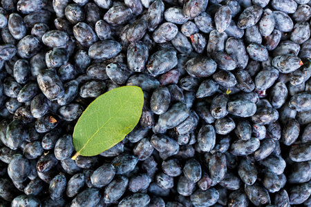 a green leaf is found on the surface of the harvested honeysuckle berries. set of honeysuckle ripe berries. healthy berriesの写真素材