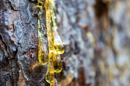 resin flowing down the pine tree trunk, resin on the bark. transparent amber resin, a few drops of close-up selective focus.の写真素材