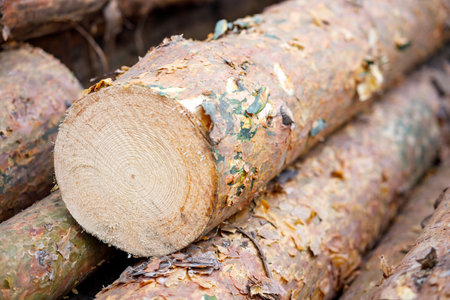 sawn pine logs in the cutting area. timber harvesting, lumber businessの写真素材