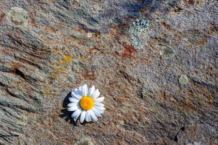 stone surface on which there is a chamomile flower. delicate flower on a rough backgroundの写真素材