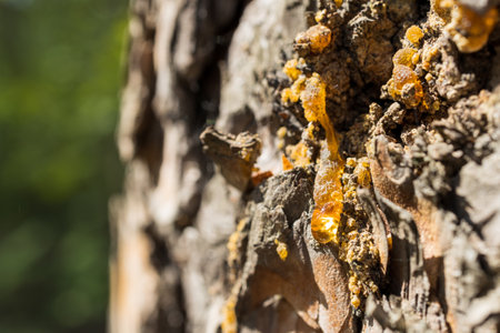 on the bark of a pine tree, dew drops that have become amber, flowing resin from the bark of a tree in the forestの写真素材