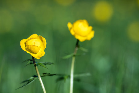 yellow flower european swimsuit growing in natural conditions on the field. summer day beautiful flowerの写真素材