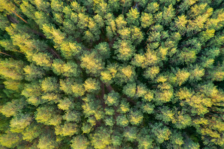 top view of a pine forest, treetops solid background. the texture of pine treesの写真素材