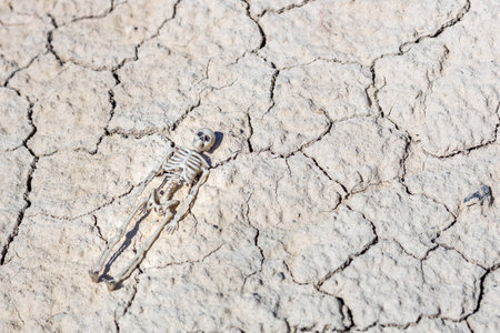 a sulfuric cracked surface on the ground and a human skeleton on it. after a nuclear war. nuclear war conceptの写真素材