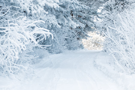 winter road between trees covered with branches with snow and frost. the path between the trees is...