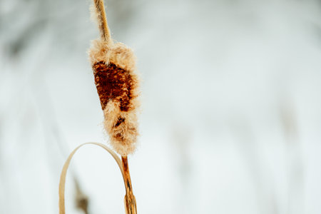 A burst cattail, a winter natural still life in nature. close-up of a plant with fluff sticking out of itの写真素材