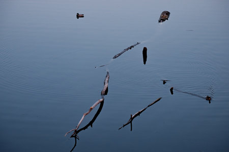 a floating tree on the river, resemblance to a man. the water surface and branchesの写真素材