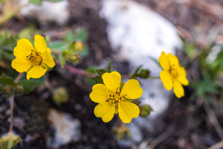 close-up of a yellow flower in the forest, selective focus. low depth of field. yellow flower petalsの写真素材