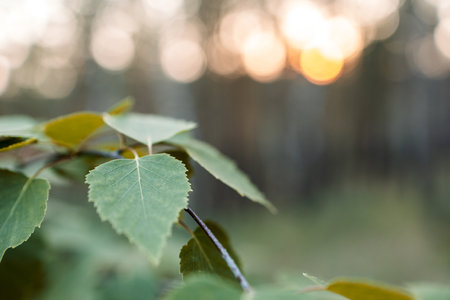 a tree leaf in shallow depth of field, selective sharpness. The background is blurred, the forest is in the summerの写真素材