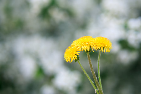 three yellow dandelion flowers on a blurred light background. yellow flowers in shallow depth of fieldの写真素材