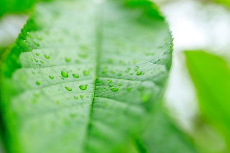 shallow depth of field drops on a tree leaf, close-up of water on a green leaf