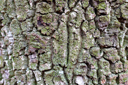 the texture of the surface of the old tree bark is wrinkled skin. moss and lichen on the bark