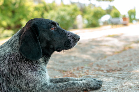 A dog with a black and gray coat is laying on the ground. The dog has a black nose and is looking to the rightの写真素材