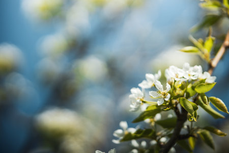 close-up of an apple blossom on a tree branch. shallow depth of field spring flowering