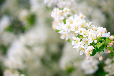 a spring fruit apple orchard, a branch with white flowers on a blurred background. spring white apple treesの写真素材