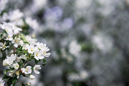 close-up of apple blossoms on a tree branch, a spring day. orchard, tree branches with white flowers