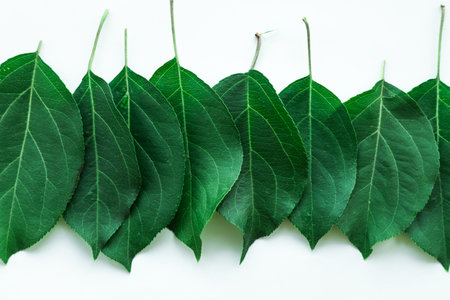 A row of green leaves are lined up on a white background. The leaves are all different sizes and...