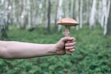 A person holding a mushroom in their hand. The mushroom is brown and has a pointed top. The person is standing in a forest with trees in the backgroundの写真素材