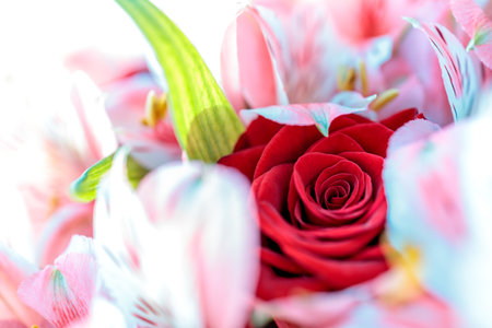 shallow depth of field rose flower close-up. between the white flowers of the lily is a red roseの写真素材