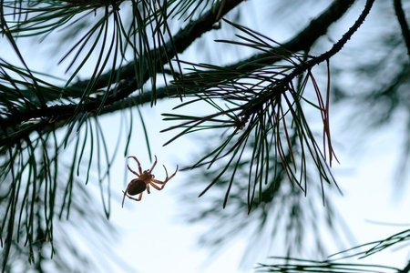 A spider is hanging from a tree branch. The spider is brown and has a long body. The branch is green and has many leavesの写真素材