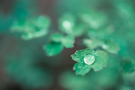 A leaf with a drop of water on itの写真素材