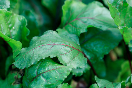 A leafy green vegetable with a red stripe on it. The leaf is wet and shiny. Concept of freshness and vitalityの写真素材