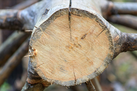 A large log with a hole in the middle. The hole is surrounded by a ring of wood