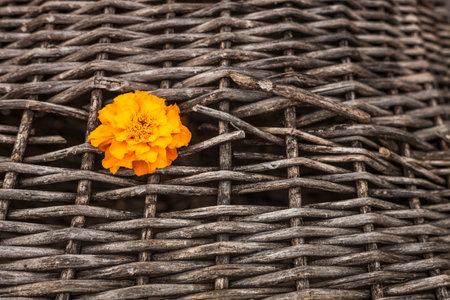 a wicker fence made of twigs and an orange flower. a beautiful flower and a brown hedgeの写真素材