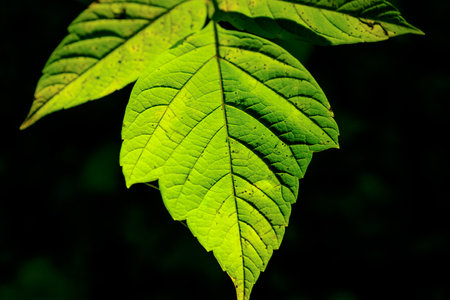 A leaf is shown in a dark background. The leaf is green and has a slightly wavy edge