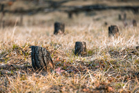 A field of tall grass with several tree stumps scattered throughout. The grass is dry and brown, giving the scene a somewhat desolate and barren appearance. The tree stumps are of varying sizesの写真素材
