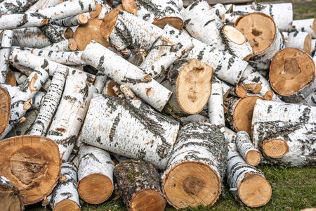 A pile of logs with some of them being white. The pile is on a grassy area