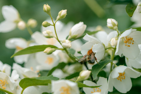 the back of a bee on an apple blossom in an apple orchard. insects for pollination of a flowerの写真素材