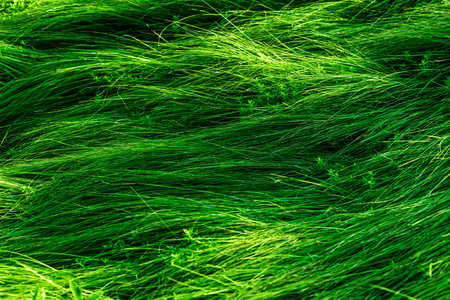 A close up of green grass with a blurry background. The grass is very thick.