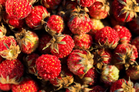 lots of red ripe strawberries on top of each other. strawberry harvest in the summer