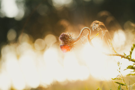 A flower with a red center is in the sun. The sun is shining on the flower, making it look like it's glowingの写真素材