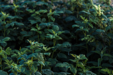 A lush green field of plants with a few leaves visible. The plants are green and healthy, and the field is full of themの写真素材
