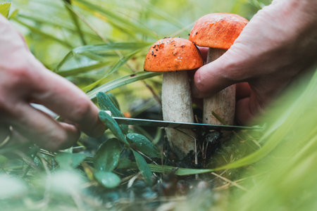 A person is cutting two mushrooms with a knife. The mushrooms are orange and are in the grassの写真素材