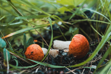Two mushrooms are sitting on the ground in a grassy area. The mushrooms are orange and appear to be rottingの写真素材